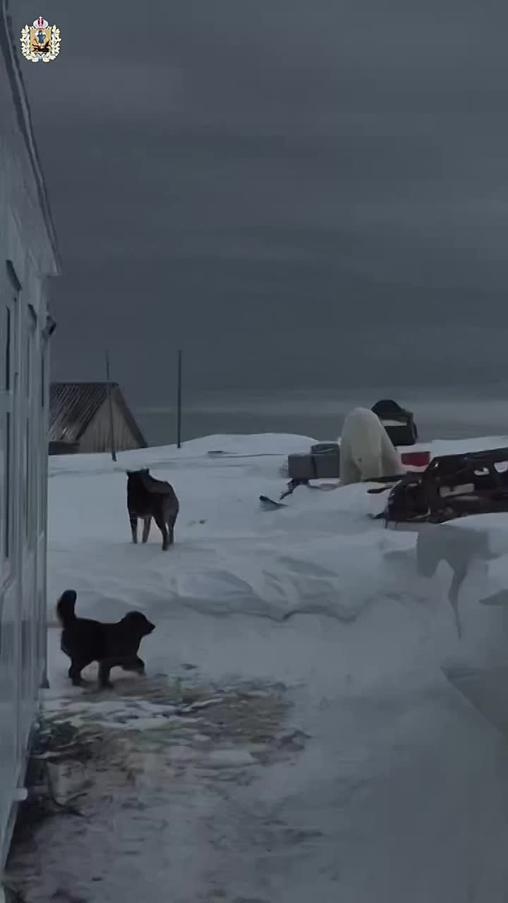 Так выглядит обычный рабочий день метеорологов на полярной станции Малые Кармакулы — когда в гости заходит хозяин Арктики