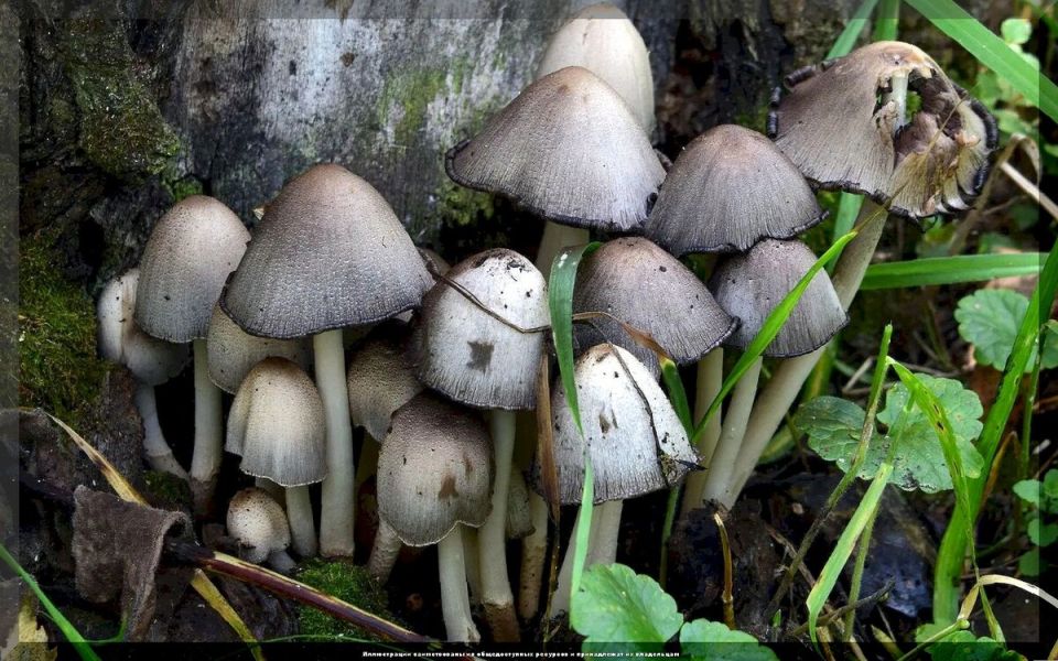 ����� � ����: �������� ��������� ��� ������� ����� �� ����� �������?