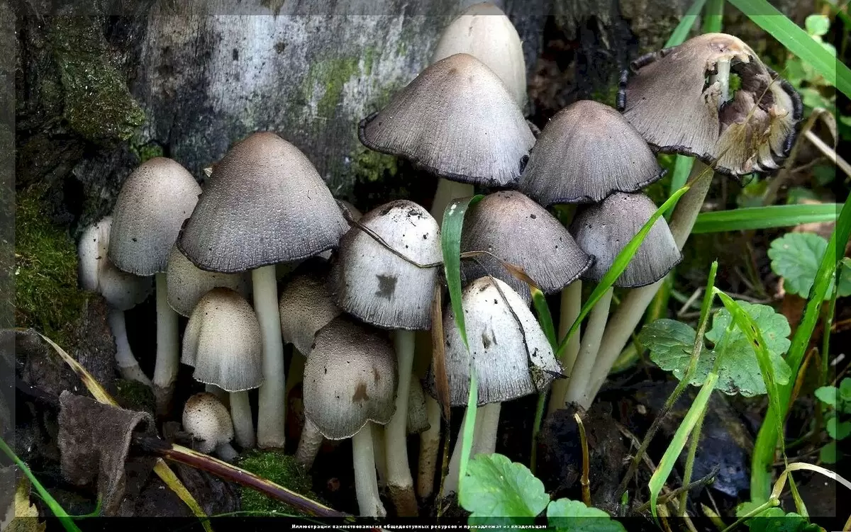 Грибы в саду: полезные помощники или скрытые враги на вашем участке?