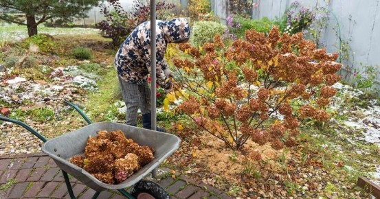 Зимние заботы о гортензиях: особенности укрытия для сезонного спокойствия