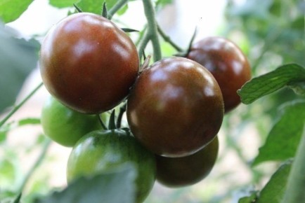 Томат Шоколадный пряник: уникальный вкус и красота для настоящих гурманов