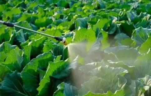 Узнать, как правильно развести и применить Фитоспорин: простые правила для живых микроорганизмов