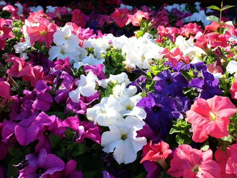 ��� ������� ������� � �����: ������� ���� ����� ���������