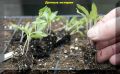 Ошибки при пикировке: как добиться крепкой рассады томатов