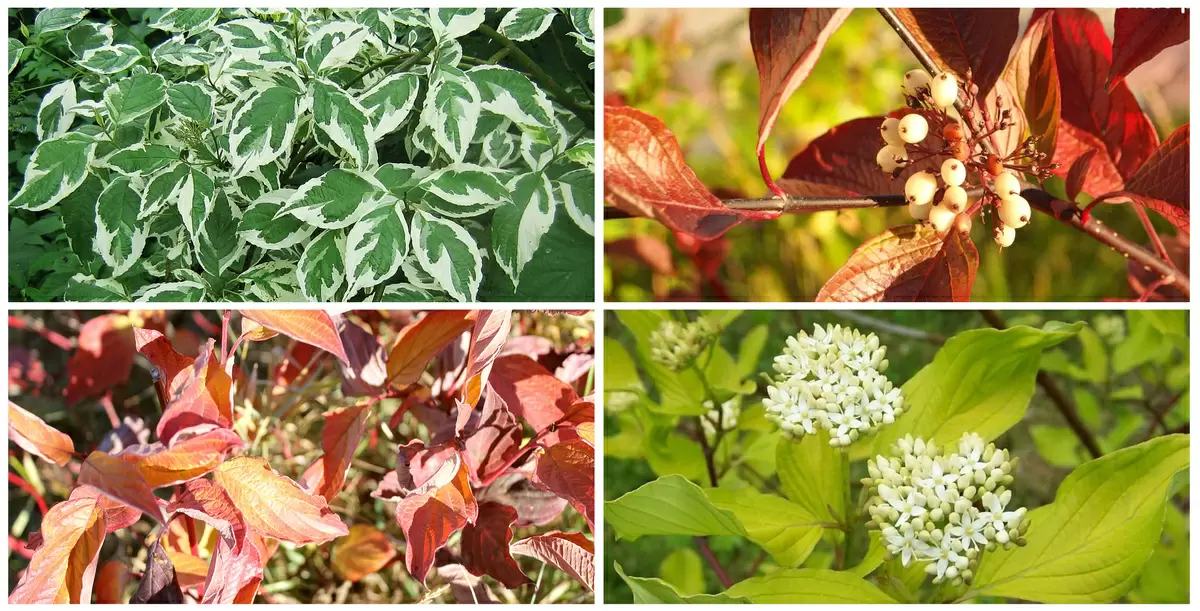 Осеннее волшебство деренов