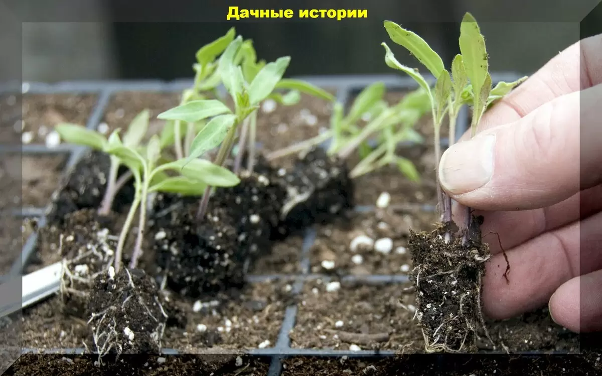 Ошибки при пикировке: как добиться крепкой рассады томатов