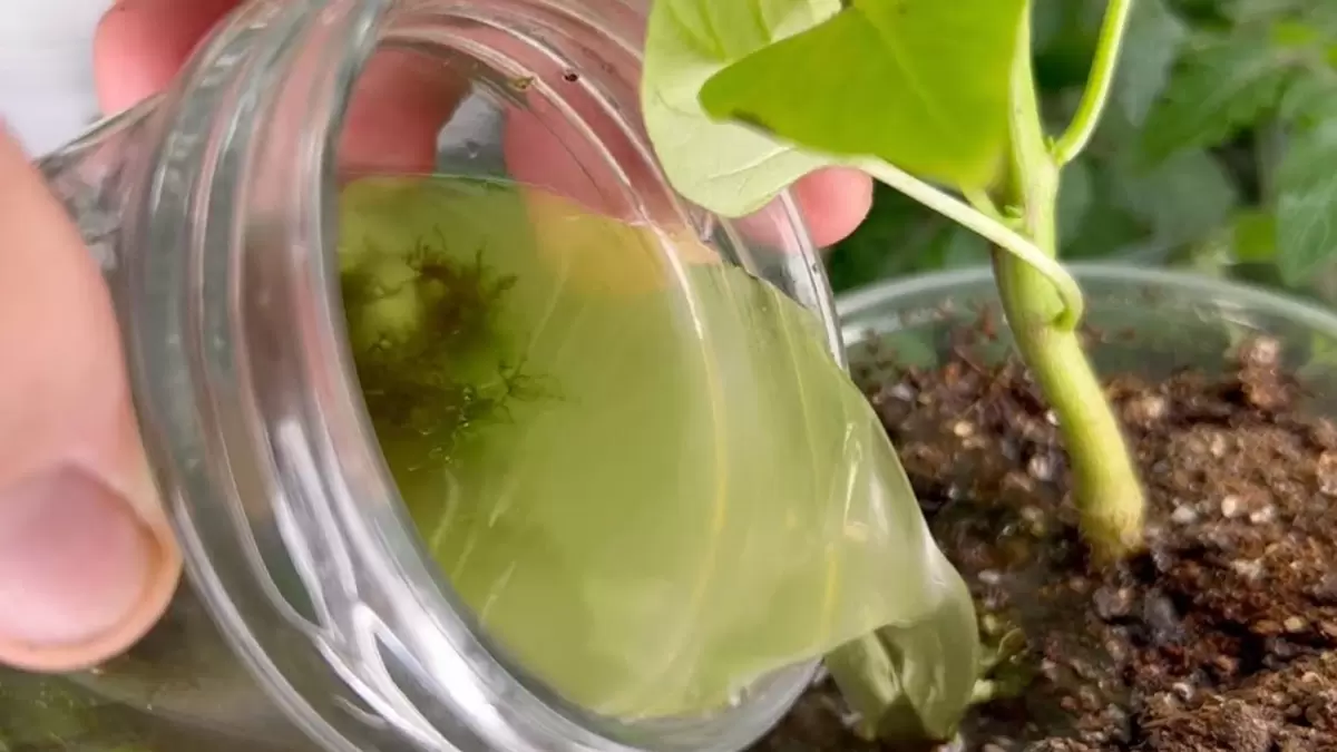 Чай для рассады: как удивительная подкормка превращает перцы и томаты в крепышей за считанные дни