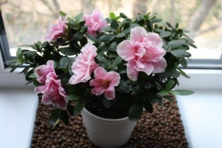 ������ ��� ����� �� �������: ��� ����� �����