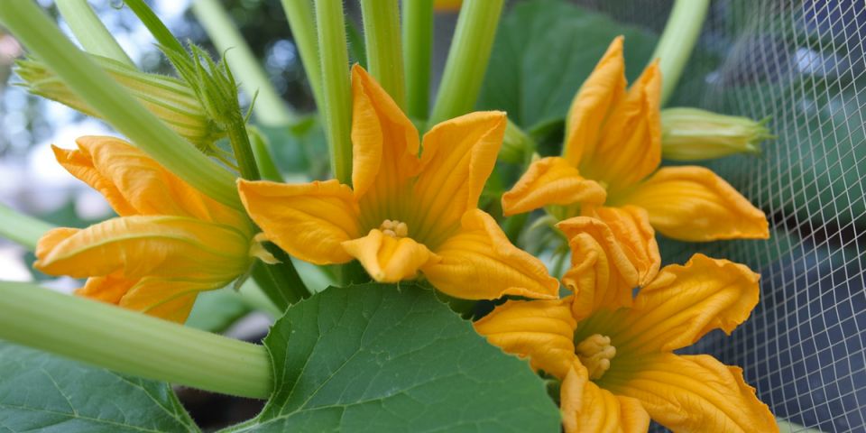 ������ �������� ������� �� ���� ������: ������� ��������� ������