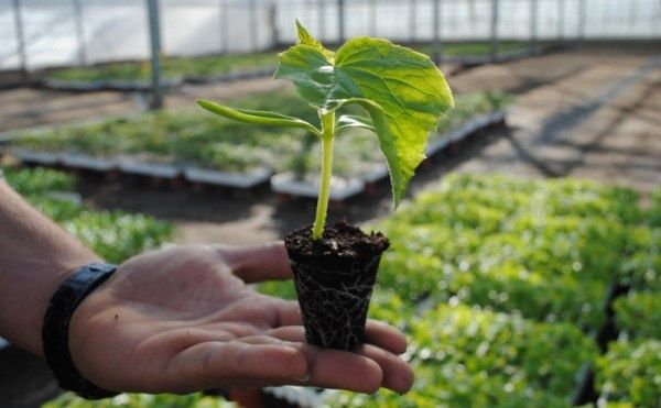 ����������� ������ ������ ������� �� �������� � ����������