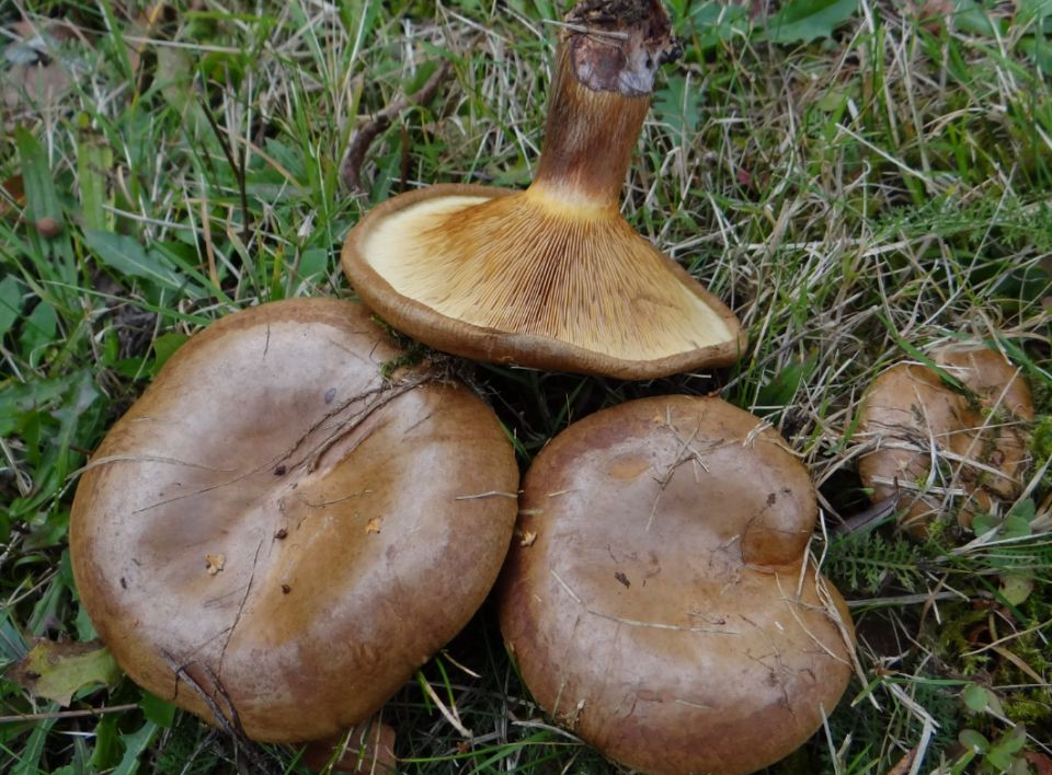 ��� ����������� ��������: ������� �������� ����������� � ��������� �� ����