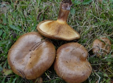 ��� ����������� ��������: ������� �������� ����������� � ��������� �� ����