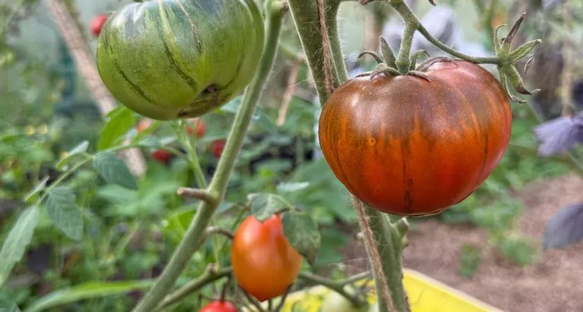 ��� ������ ������� �� ��� ������: ����������� ����� ��� ���������