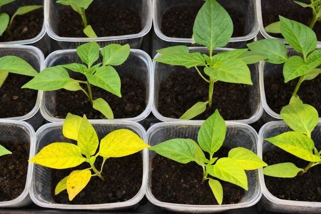 ��� �������� ���������������� ������ ��� ����������� ������� ������