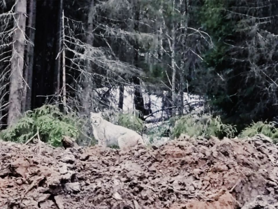 ��� ��� ����� ���������? ���� ������������ ������ ������ ����������� � �����