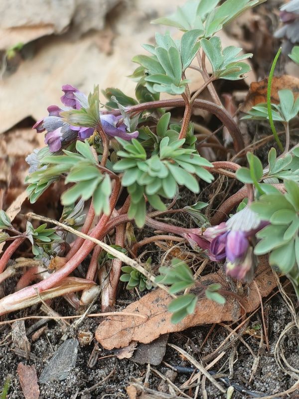 �� ������ ����������!. ���������������� ��� ����� �. �. ������������ ������: � ����� ����������� �������