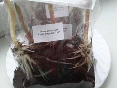 ����������� � �����: ��� ��������� ������� �� �������� ������ �������� ���