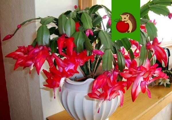 ��� �������� �������� ����������: ������ �� �����