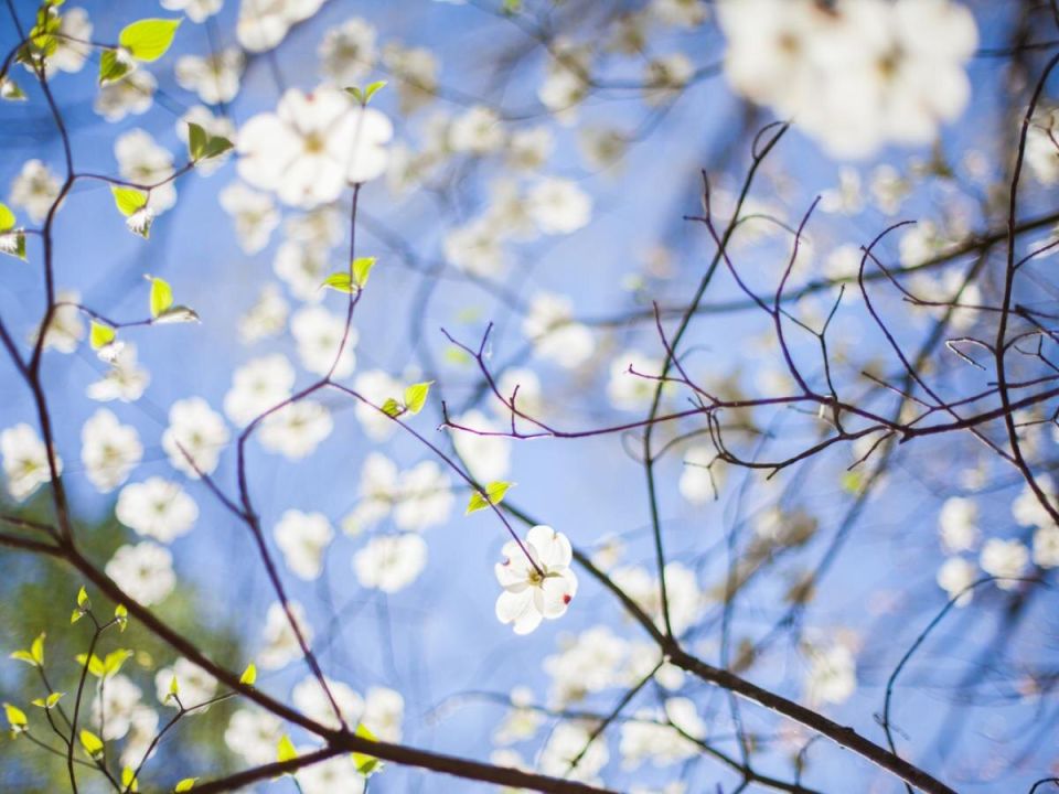 ����������� ������� ������ � ���: ������� �� ������� ���������