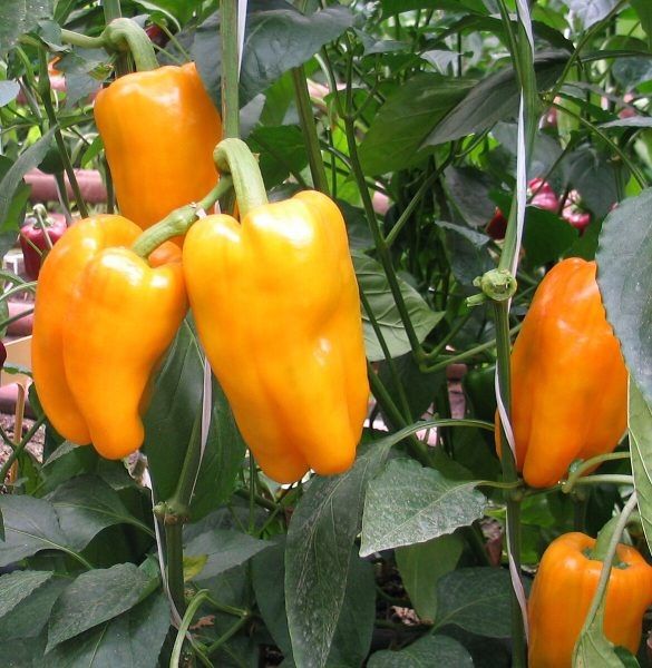 ����� ����: ��������� ����� ��� ������� � �������� ������