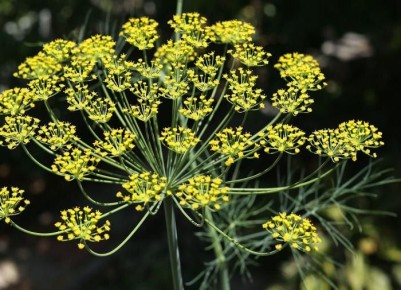 ������� ������� ������: ��� �������� ������ ������ ��� ��������