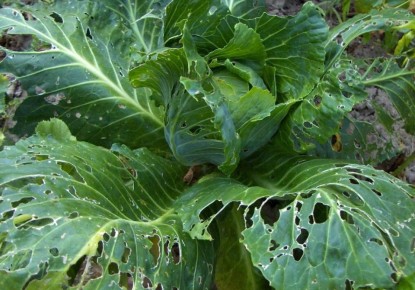 ����������� ������ ������ ������� �� ����������: ������� ������� ���������