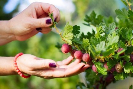 ������� �������� ������ ����������