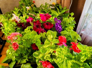 ��� ����� �������� ����� �����: ���������� ������� � ����� � ����������