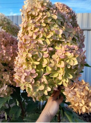 ��������� ������: �������� ������ � ����������� ����� � ��������