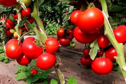 ������ ��� ����: ���� �������� ������� ����������� ������ ��������