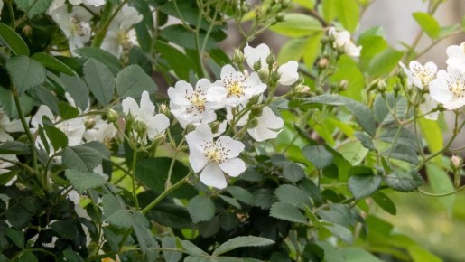 ����������� ����: ������� ����� � ������ ����� ��� ������� ����