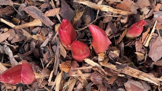 ��� ��������� ��������� �� ������� ������: ������ ��� �������� � ��������