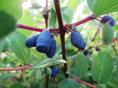 ��� �������� ������ � ������ ���������: ������� ��������� �����