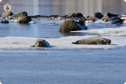 � ����� ������������ ����� � ���������� ���������� �������� ������� �����