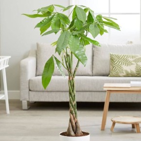 ������ �������� ������ ������ ����� ������ ��������� �� ���� � �����������