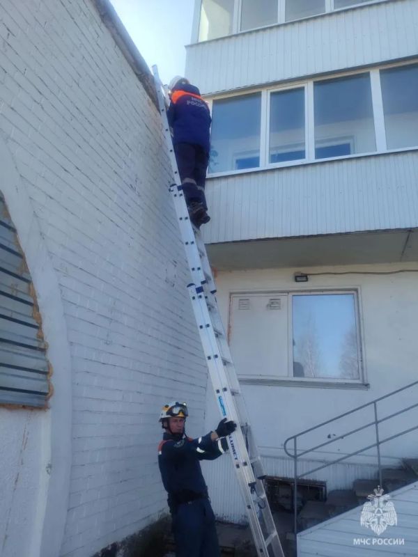 В Архангельске спасатели пришли на помощь коту В Архангельске спасатели пришли на помощь коту