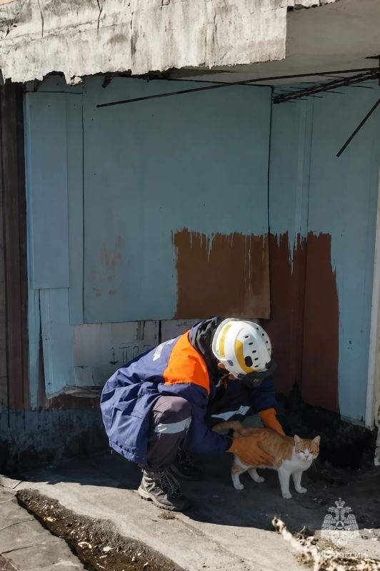 В Архангельске спасатели пришли на помощь коту В Архангельске спасатели пришли на помощь коту
