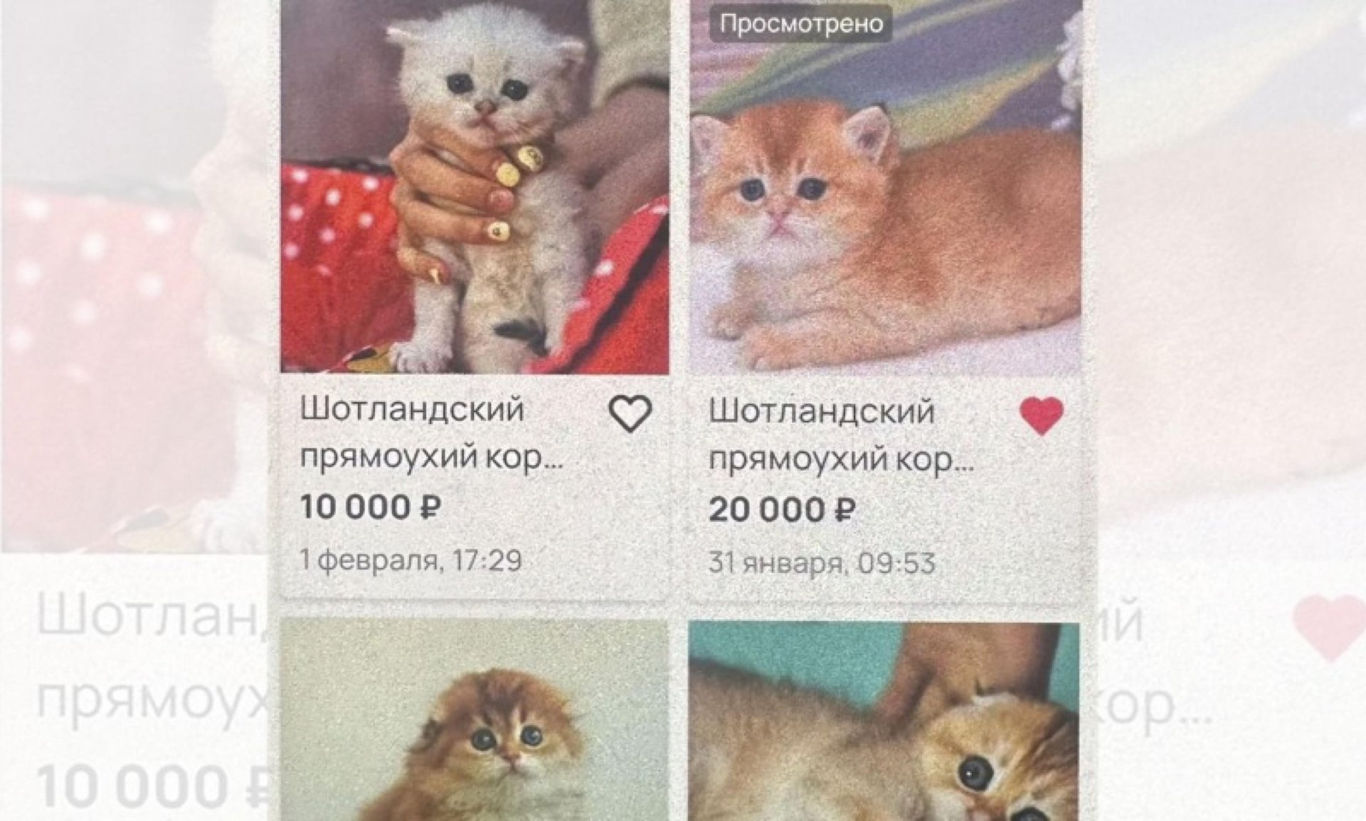 Котёнок продан, деньги не верну: жительница Костромы обманула котлашанку на 10 тысяч рублей