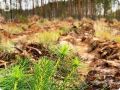В Поморье начинается сезон весенних лесовосстановительных работ