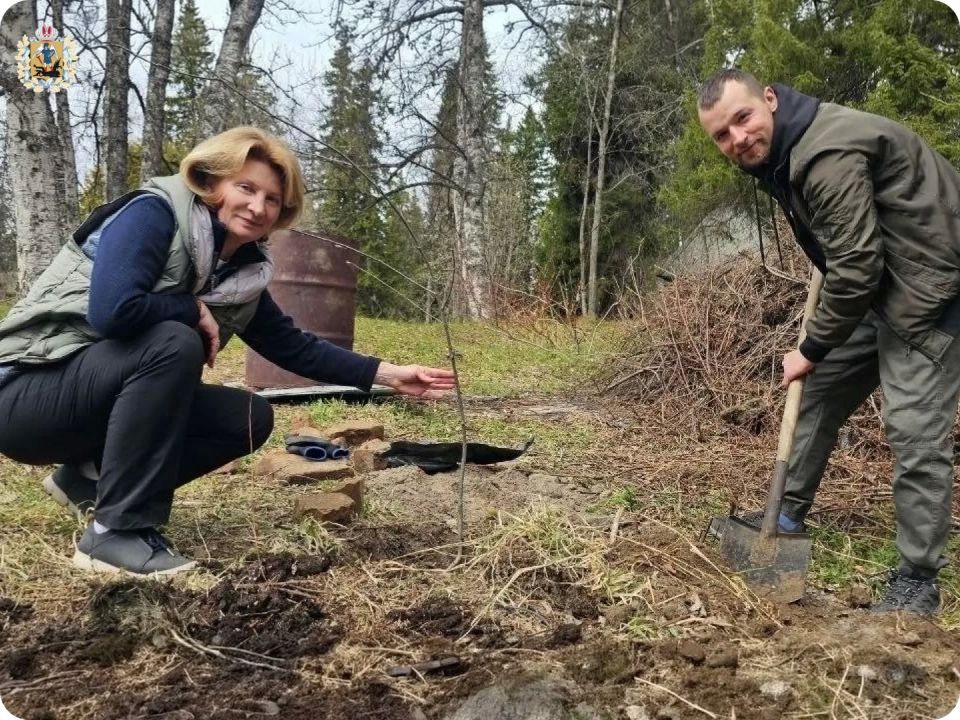 На Соловках появились первые деревья «Сада Памяти» На Соловках появились первые деревья «Сада Памяти»