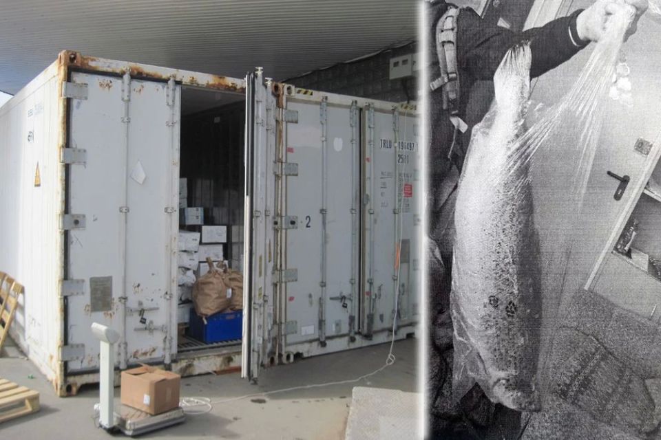 В полицию города Архангельска с заявлением о краже продукции обратился владелец рыбного отдела, расположенного в одном из торговых центров в Ломоносовском округе