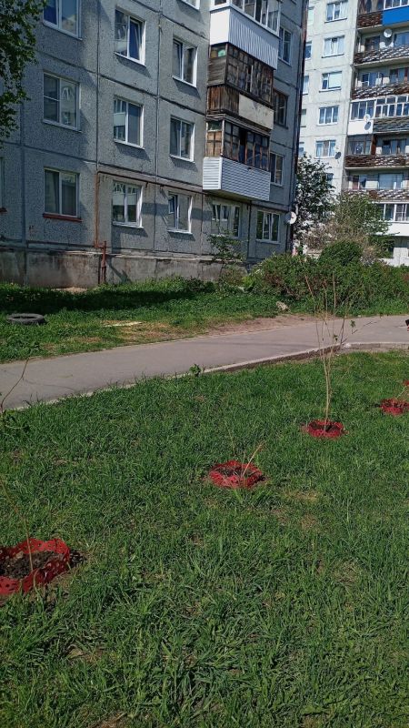 Ветераны Майской горки высадили сирень на улице Полины Осипенко Ветераны Майской горки высадили сирень на улице Полины Осипенко