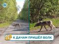 Под Архангельском встретили волка
