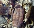 На чердаке старинного дома в центре Архангельска нашли столетнюю гранату
