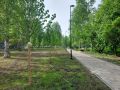 Стройными рядами зеленеют юные липы в сквере «Искра»