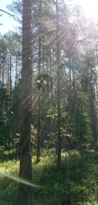 В лесах Шенкурского округа расцвели удивительные лесные цветы! В лесах Шенкурского округа расцвели удивительные лесные цветы!
