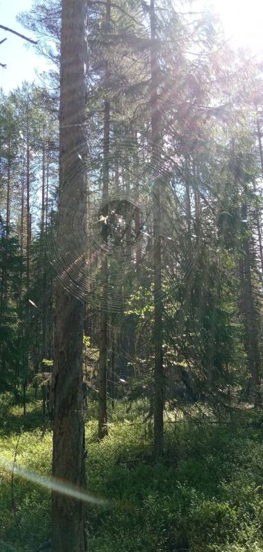 В лесах Шенкурского округа расцвели удивительные лесные цветы! В лесах Шенкурского округа расцвели удивительные лесные цветы!