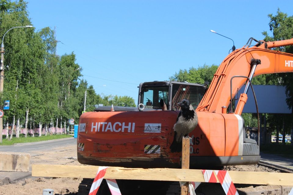 Ворона мониторит работу на Обводном канале