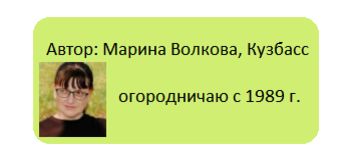 Необычный метод посадки картофеля: сажаем с корнями по сидератам