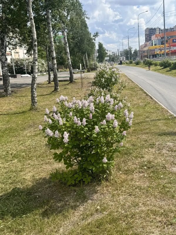 Аллее победной сирени на Ленинградском уже 6 лет Аллее победной сирени на Ленинградском уже 6 лет